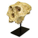 Replica SK-48 Skull - Cranium Only