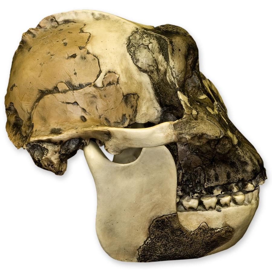 Replica Zinjanthropus OH-5 Skull For Sale — Skulls Unlimited