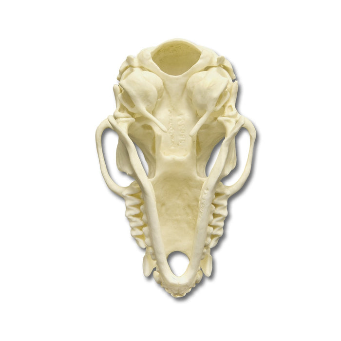 Replica Cave Myotis Bat Skull (8:1 Scale)