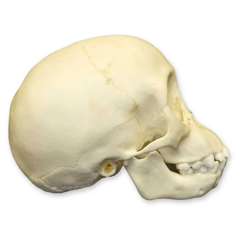 Replica Chimpanzee Infant Skull