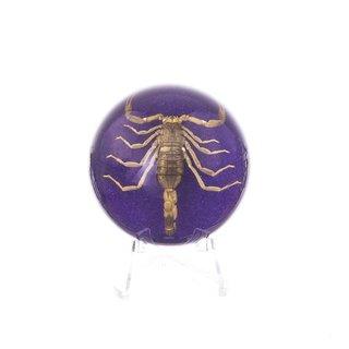 Real Golden Scorpion in Acrylic Dome Paperweight (Colored)