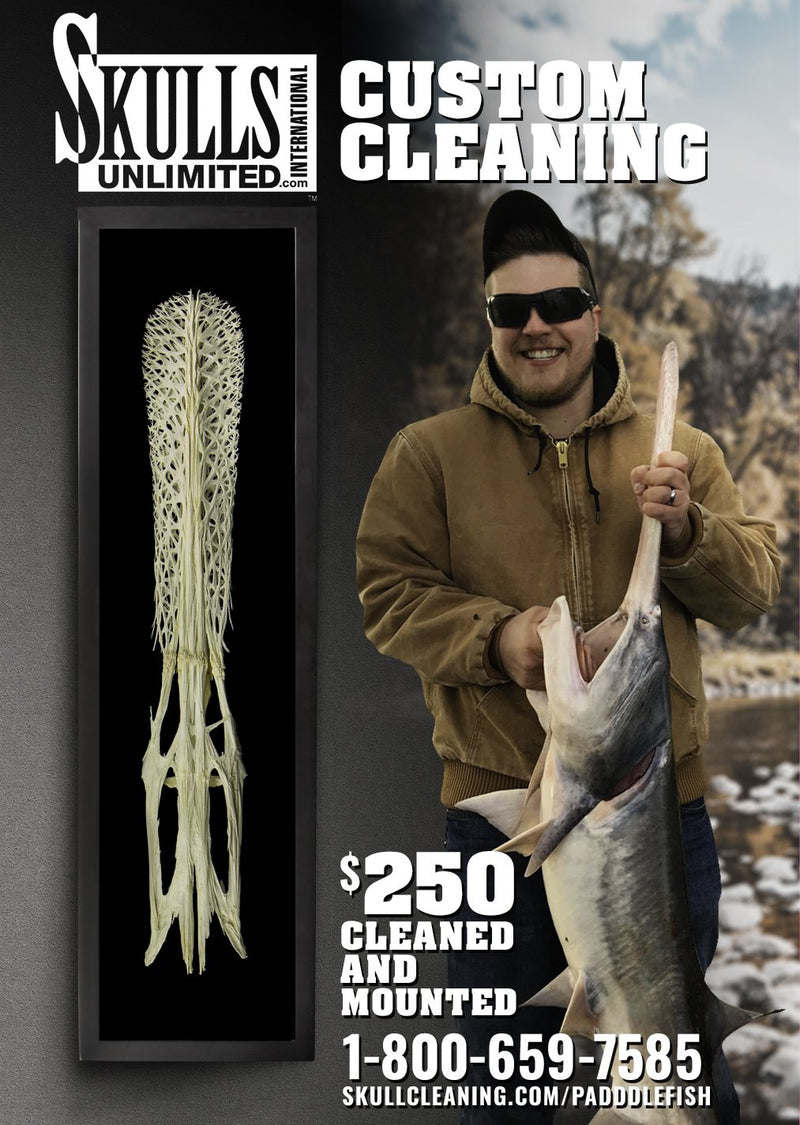 Spoonbill Skull Shadow Box