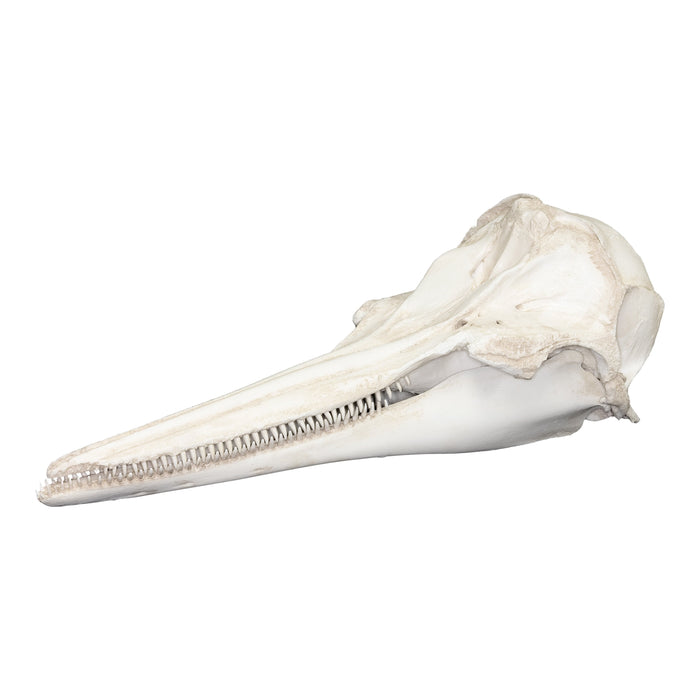 Replica Pantropical Spotted Dolphin Skull