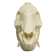 Real Peccary Skull