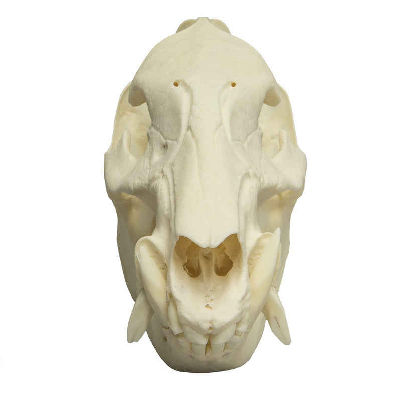 Real Peccary Skull