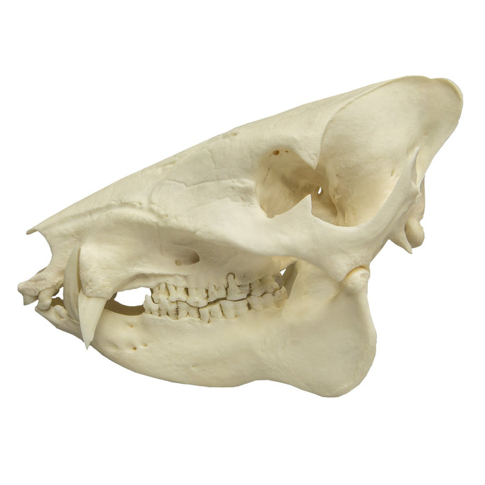 Real Peccary Skull