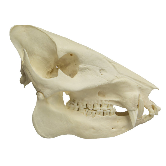 Real Peccary Skull
