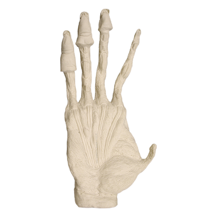 Replica Sumatran Orangutan Male Right Hand Muscle