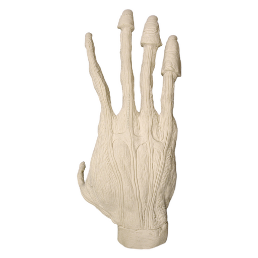 Replica Sumatran Orangutan Right Hand Muscle - Male