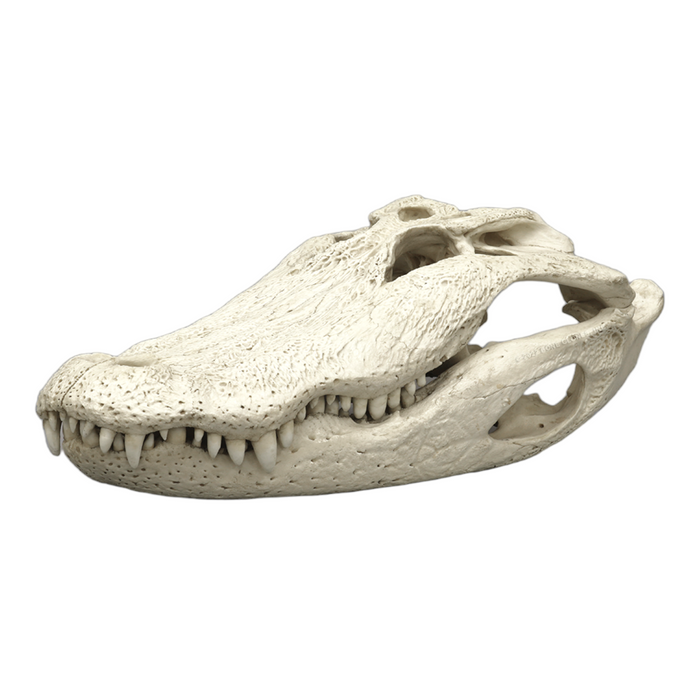 Replica American Alligator Skull (29.5 in.)