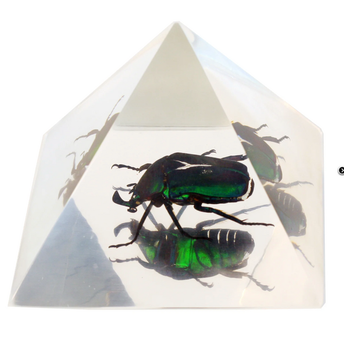 Real Chafer Beetle in Acrylic Pyramid