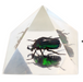 Real Chafer Beetle in Acrylic Pyramid