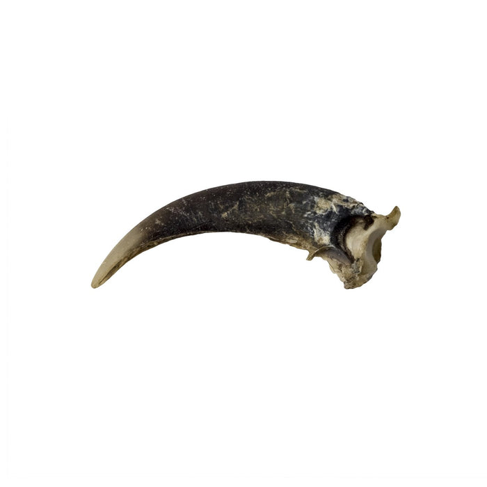 Real Woodchuck Claw