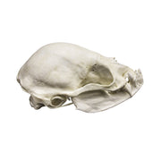 Replica Vampire Bat Skull (8:1 Scale)