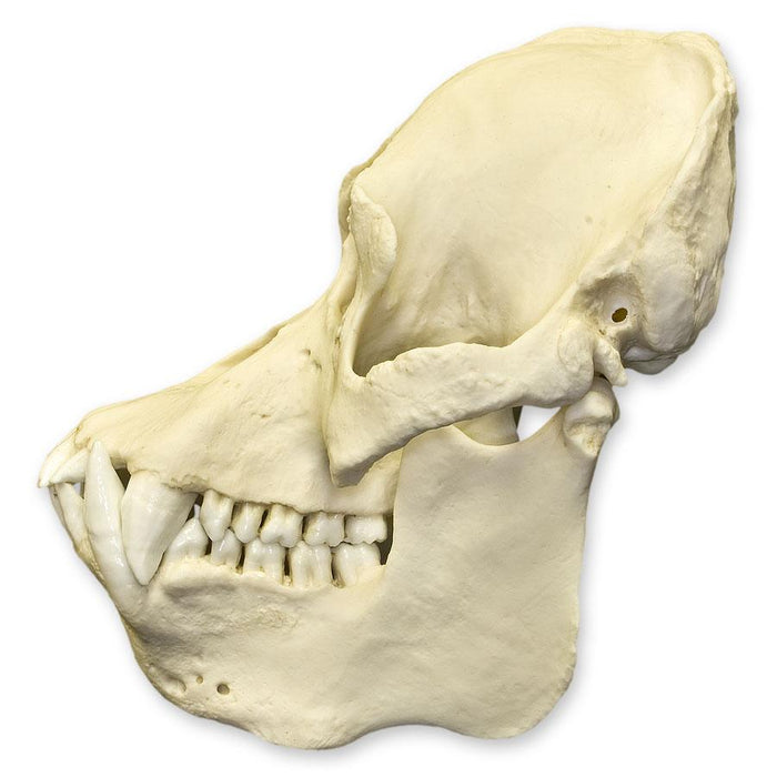 Replica Sumatran Orangutan Skull - Male