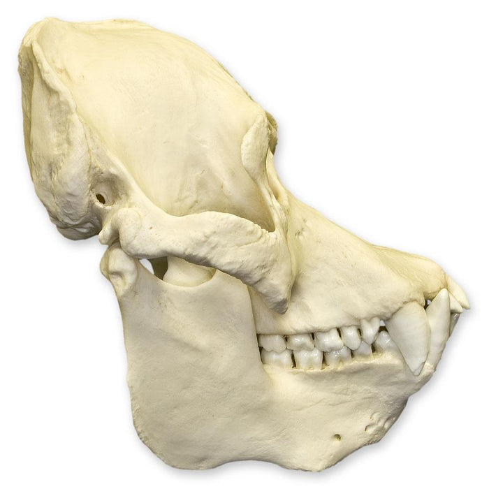 Replica Sumatran Orangutan Skull - Male