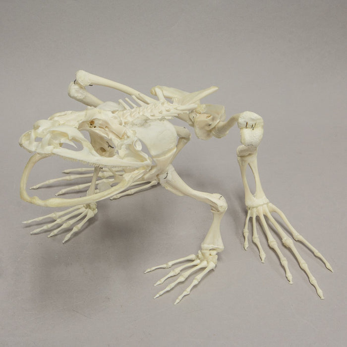 Real Giant Slippery Frog Skeleton