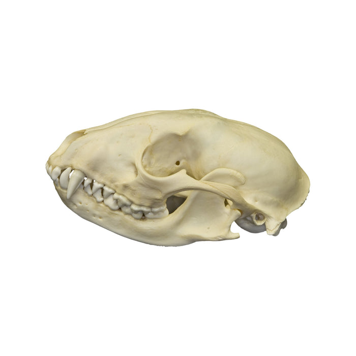 Real Raccoon Skull