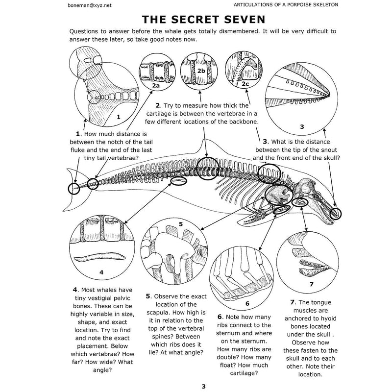 Articulations of a Porpoise Book (Vol.1)