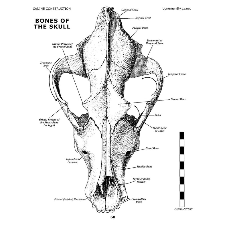 Canine Construction Book (Vol. 8)