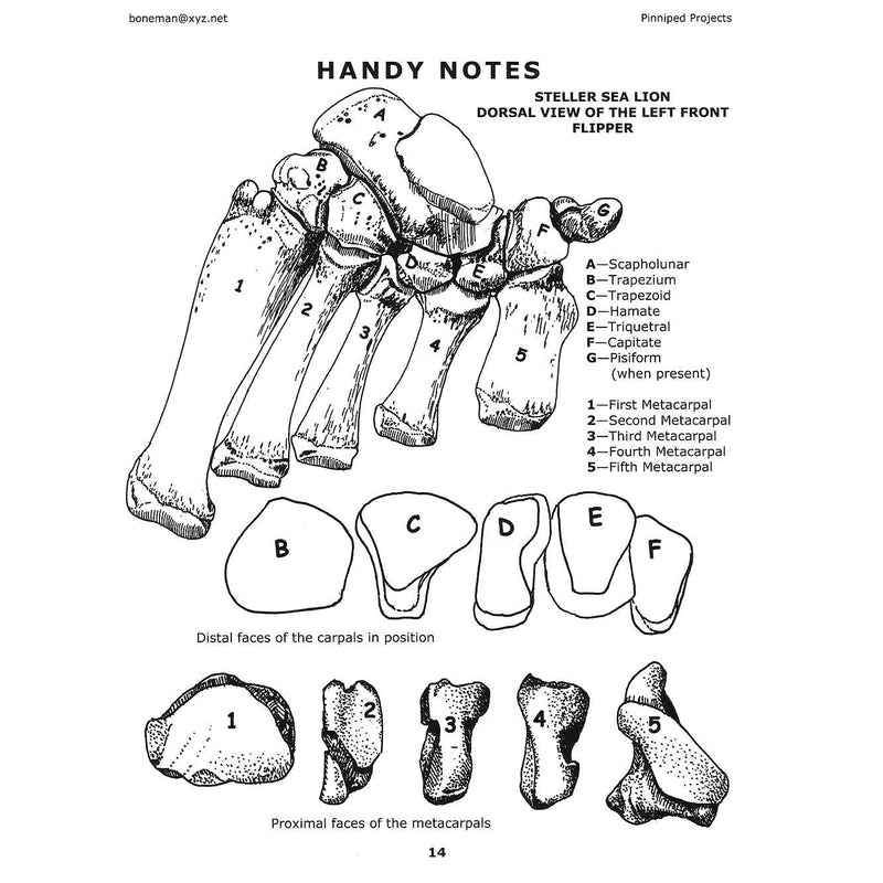 Pinniped Projects Book (Vol. 4)