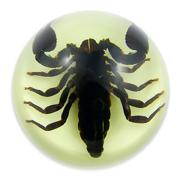 Real Acrylic Black Scorpion Dome Paperweight (Glow in the Dark)