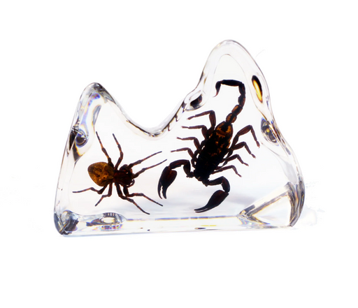 Real Acrylic Spider and Scorpion Paperweight