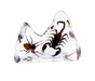 Real Acrylic Spider and Scorpion Paperweight
