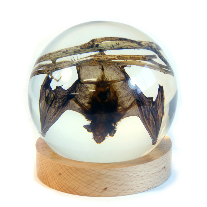 Bat Globe/ Flat Bottom