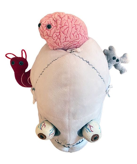 GIANTmicrobes Deluxe Skull Plush With Hidden Organs