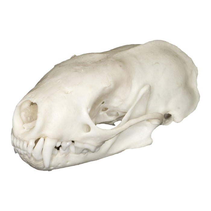 Real Western Spotted Skunk Skull