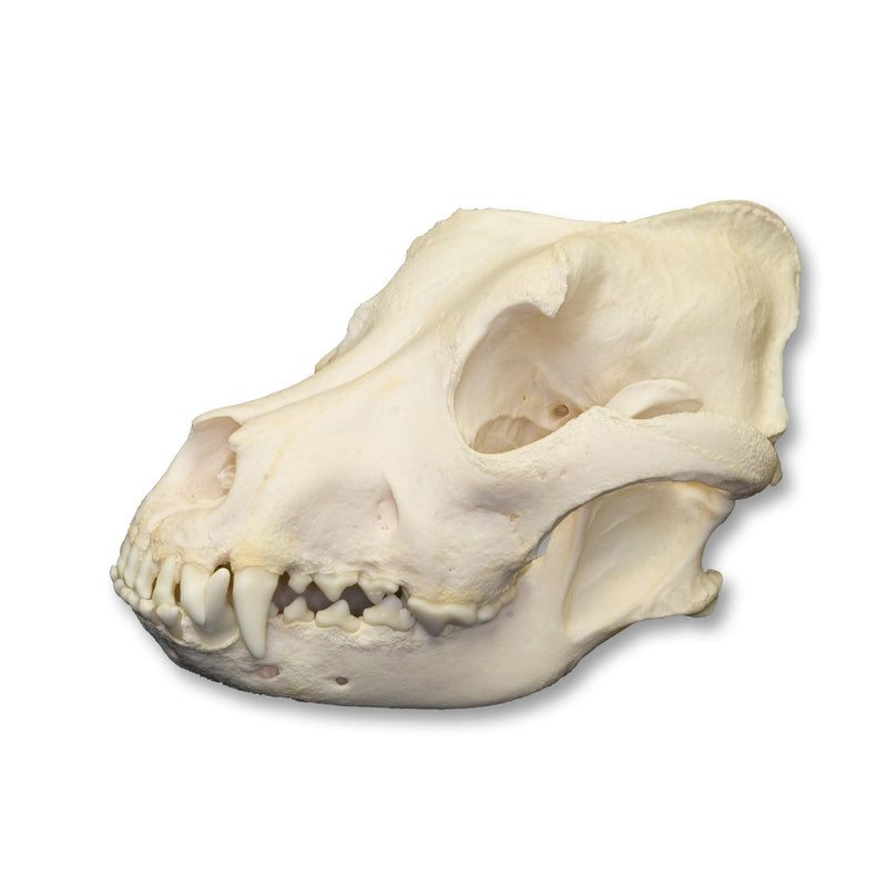 Real Domestic Dog Skull - Pit Bull