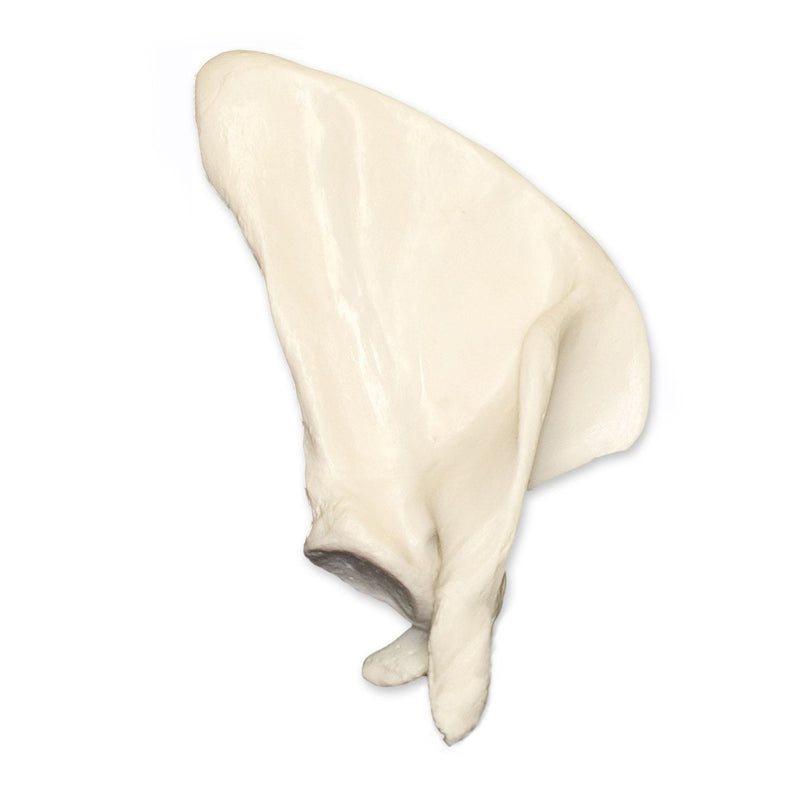 Replica Human Scapula