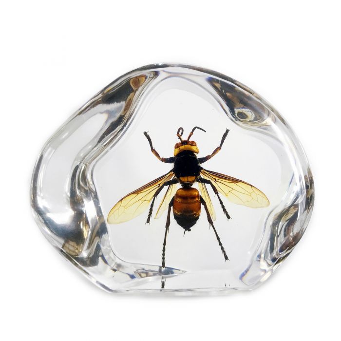 Real Wasp in Acrylic Paperweight