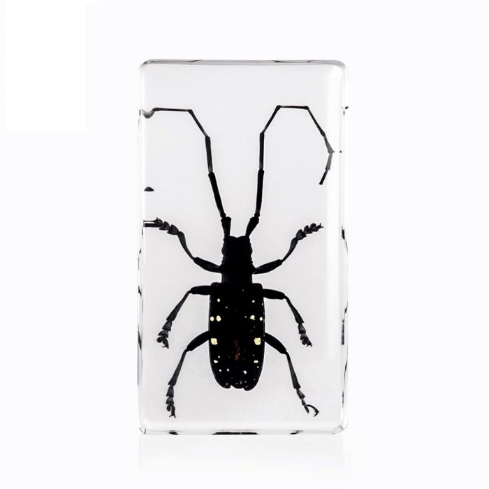 Real Spotted Longhorn Beetle in Acrylic Paperweight