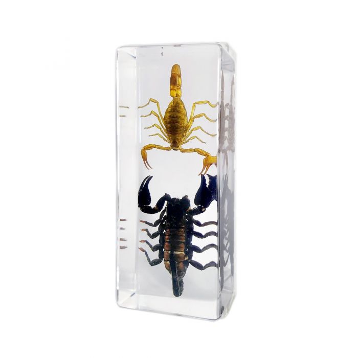 Real Acrylic Black And Gold Scorpion Paperweight