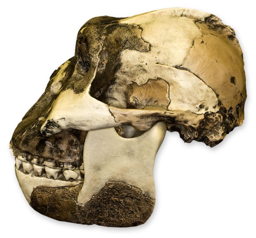 Replica Zinjanthropus OH-5 Skull For Sale — Skulls Unlimited
