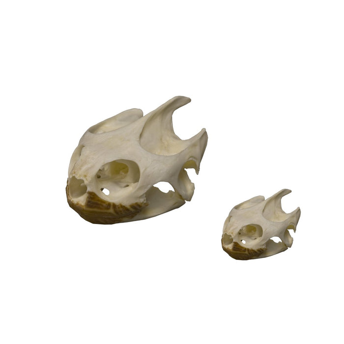 Real Pond Turtle Skull