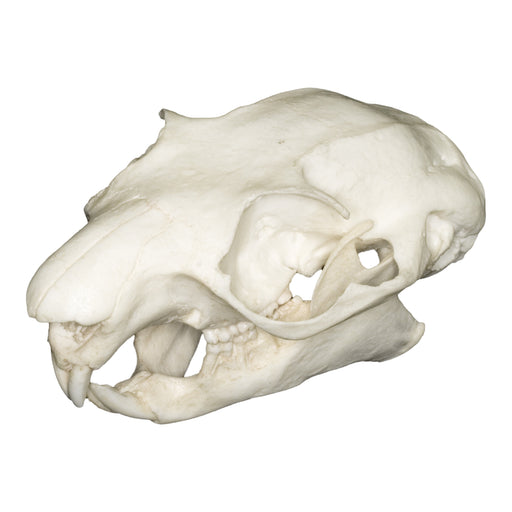 Replica Giant Flying Squirrel Skull For Sale — Skulls Unlimited