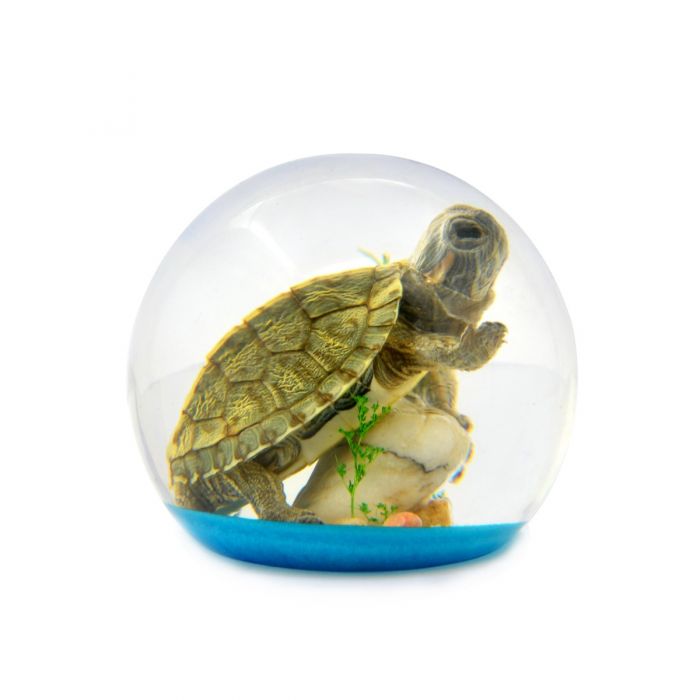 Real Acrylic Turtle Paperweight - Dome