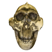 Replica Zinjanthropus OH-5 Skull