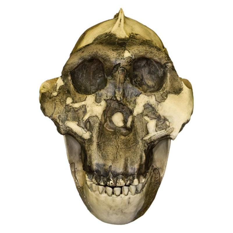 Replica Zinjanthropus OH-5 Skull