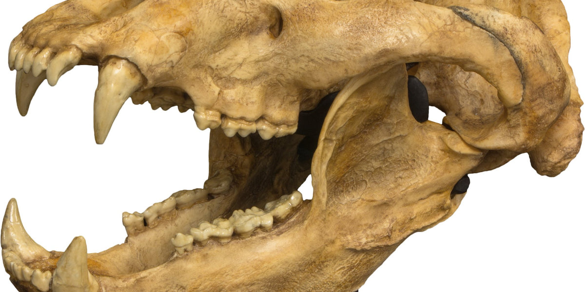 Replica Cave Bear Skull For Sale — Skulls Unlimited International,
