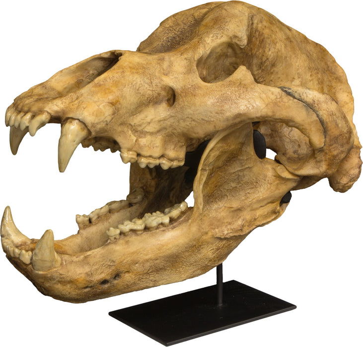 Replica Cave Bear Skull