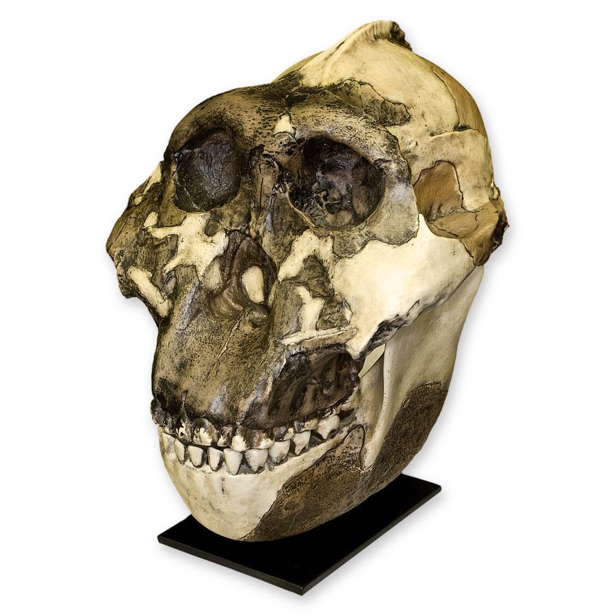Replica Zinjanthropus OH-5 Skull For Sale — Skulls Unlimited