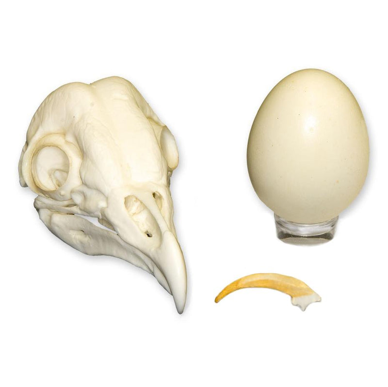 Replica Barn Owl Set (Skull, Talon, Egg)