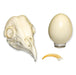 Replica Barn Owl Set (Skull, Talon, Egg)