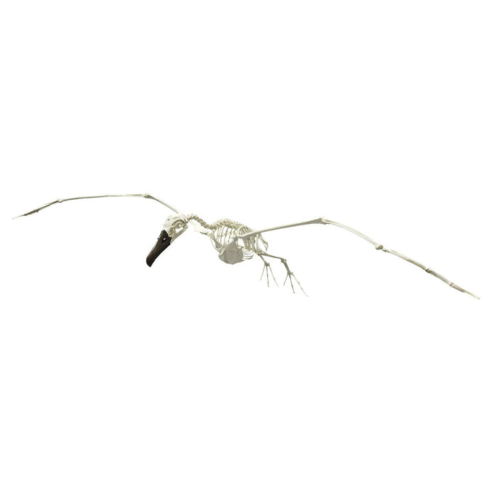 Replica Black-footed Albatross Skeleton