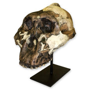 Replica Zinjanthropus OH-5 Skull