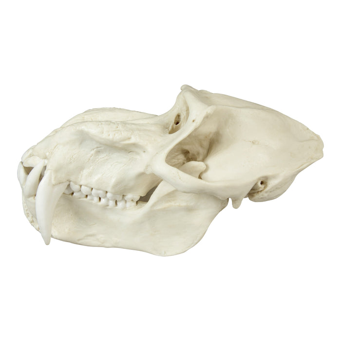 Replica Mandrill Baboon Skull